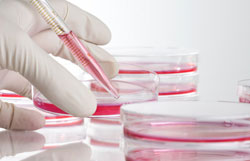 Stem Cell Research